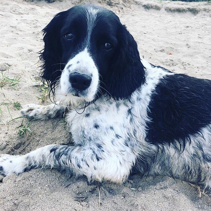 HezTalk's tweet photo. @TheKennelClubUK #BestGunDog #Megley πΆπ Meg. https://t.co/1NFPeTYAoy