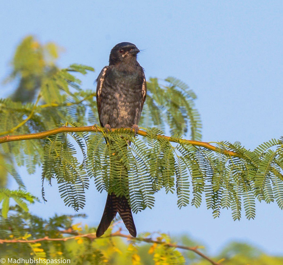 madhub's tweet photo. Bronzed Drongo from my travel diaries #BronzedDrongo #TalChappar #Rajasthan #Nikon #Nikon7000 #dslrofficial #Nikonphotography #nikoncoolpix #photography #wildlife #safari #DarterPhoto #travel #throwbackmemories #Bird #birding #birdwatching #nature https://t.co/8kIP7uyQ4s