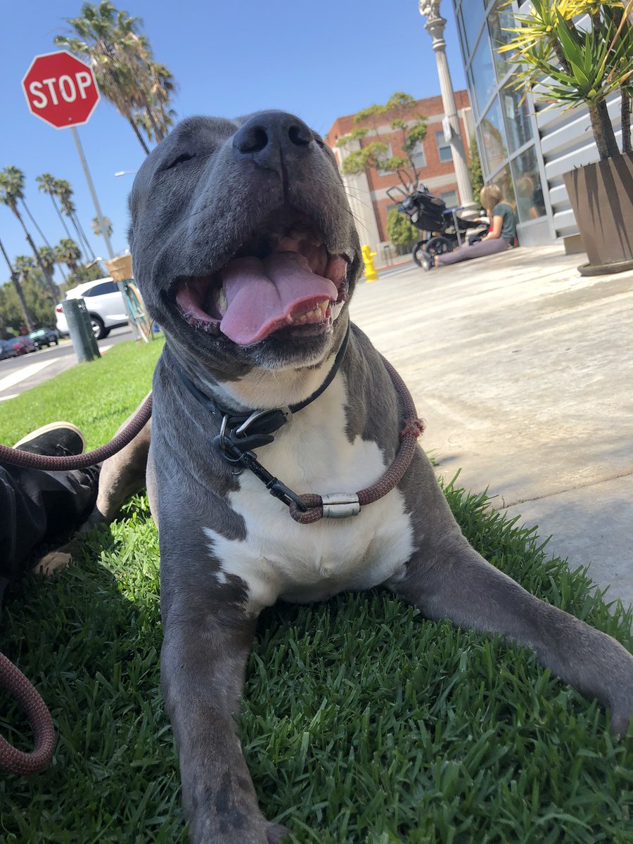 One man and his dog ...me and Gorm...meaning blue in Gaelic #bluenosepitbull