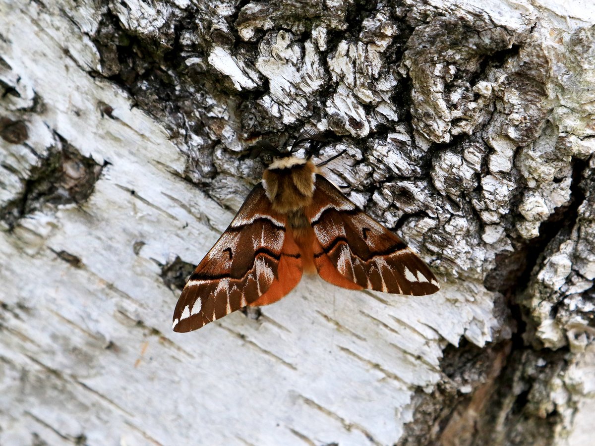 Rare Invertebrates in the Cairngorms tweet media