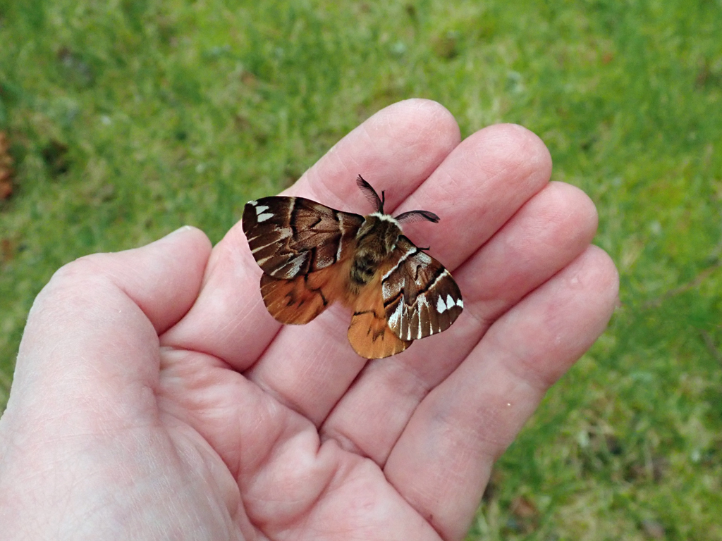 Rare Invertebrates in the Cairngorms tweet media