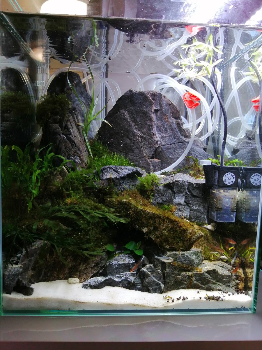 となりのカプラさん 実験 アクアテラリウム 水没させてみた アクアリウム テラリウム 30cmキューブ