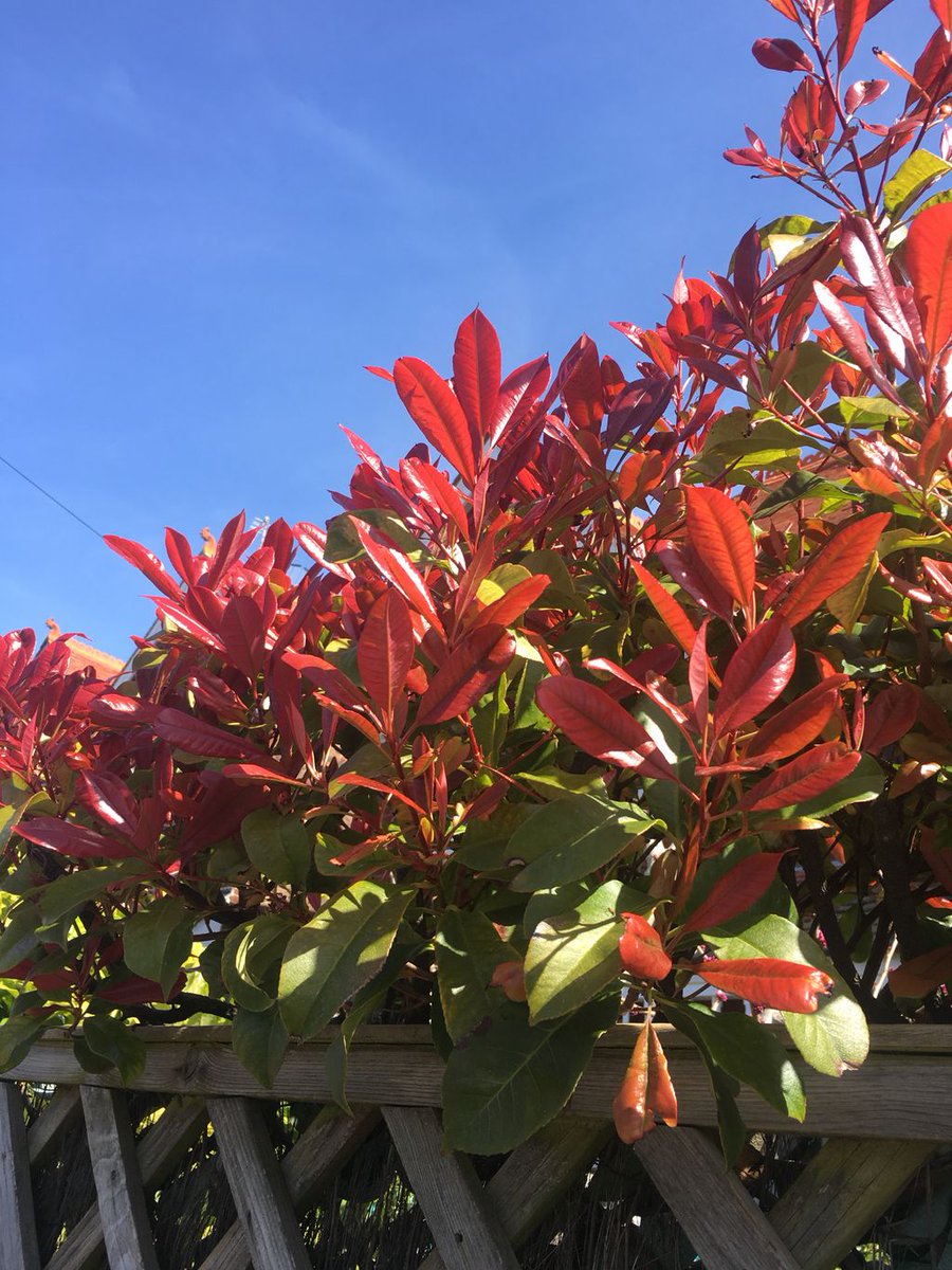 Calm Therapy tweet media