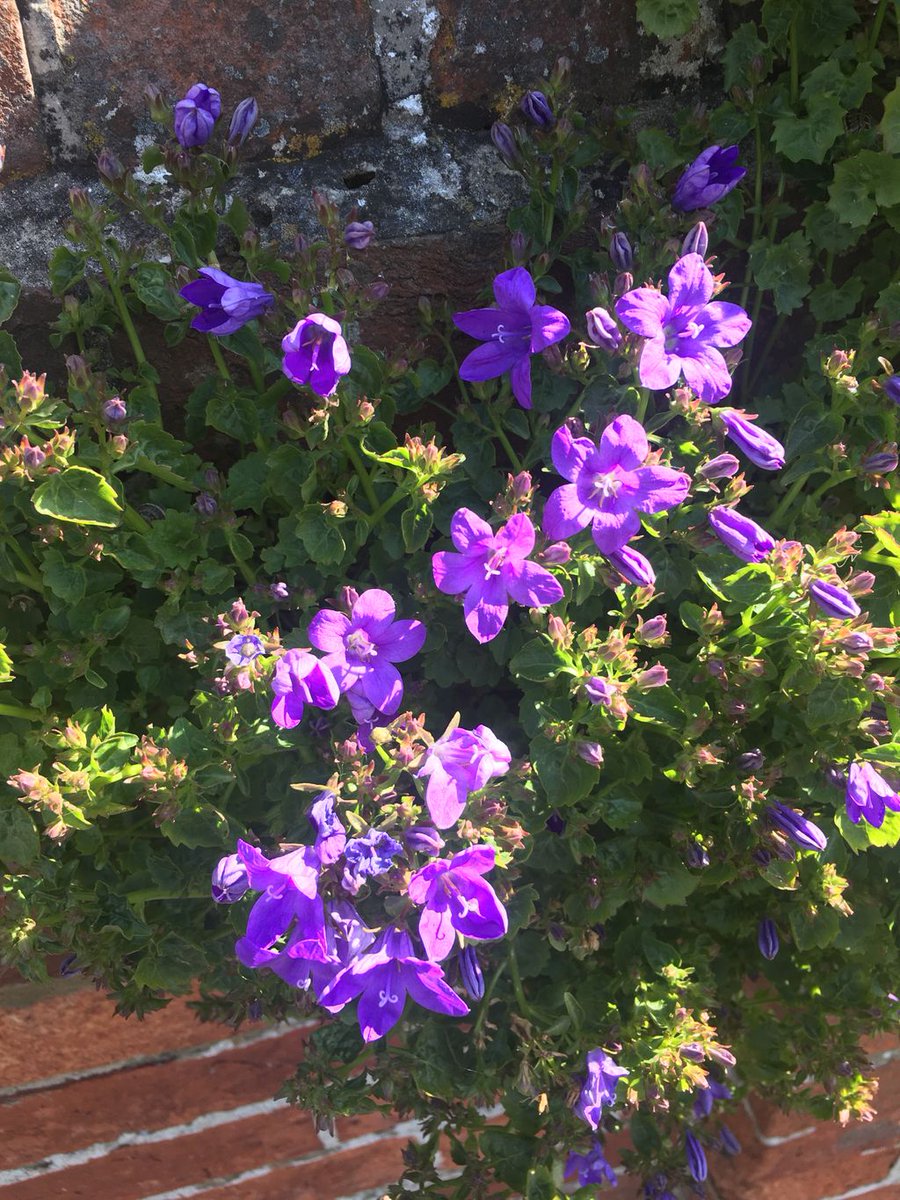 Calm Therapy tweet media