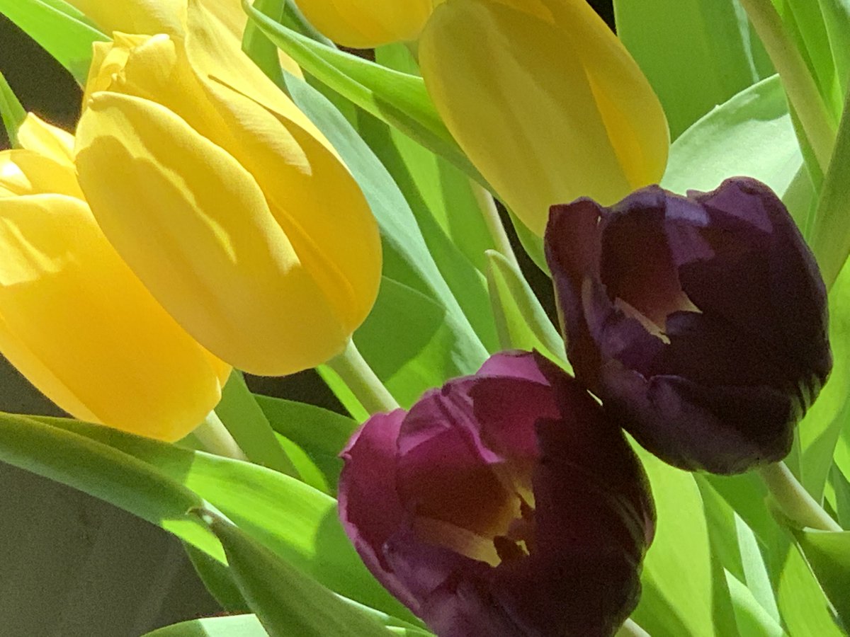 Die Blumen bunter
Die Wiesen grüner
Die Himmel blauer
Die Vögel fliegen mit ihrem eigenen Singen um die Wette 
#Ostermontag #Leben