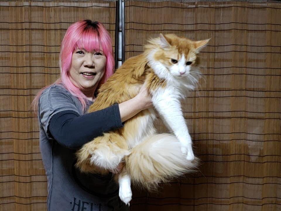 大きい猫