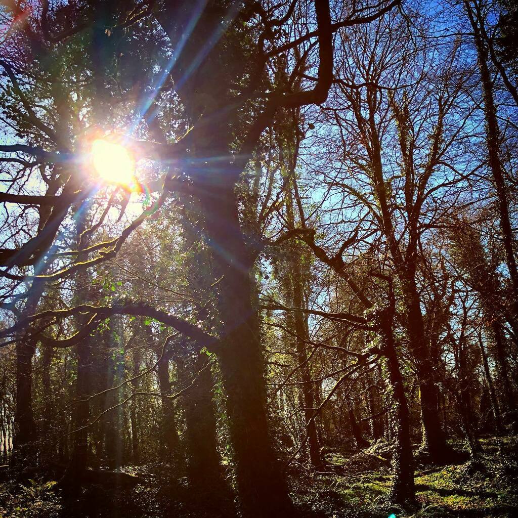naoi_store's tweet photo. Starting a new week with the sun peeking out🌤🌤....that’s always a good sign💫💫 #staysafe .
. .
#naturephotography #tree #trees #irishcountryside #countryside #instacountry #instalandscape #ireland #visitireland #tourismireland #ireland_gram #newbegin… https://t.co/BJG8dJ9HYp https://t.co/m7f9abeGEo