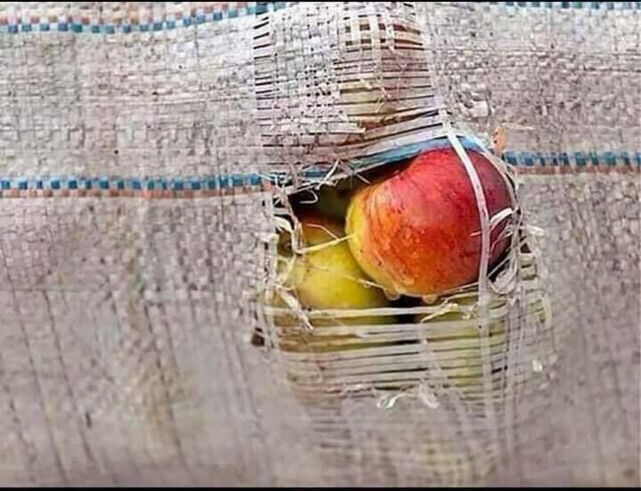 natqsamet's tweet photo. وراء هذا الكيس المتهالك .. فاكهة لذيذة.. كذلك بعض الأشخاص، وراء ملابسهم البالية قلوب من ذهب
لذا إياك أن تحكم على الناس من خلال مظاهرهم، فقد يكون جوهرهم أجمل ,وأرقى. https://t.co/jjeXjniOJY