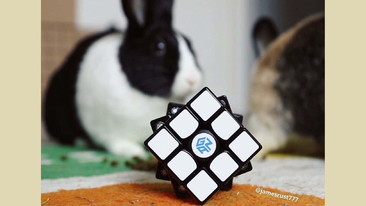 gancube's tweet photo. Just woke up late, but the rabbit still got a chance to win! #GANCUBE #Easter
#GAN356XS #JamesRust
https://t.co/rDKZMwoaUB https://t.co/jR1YfMcTB5
