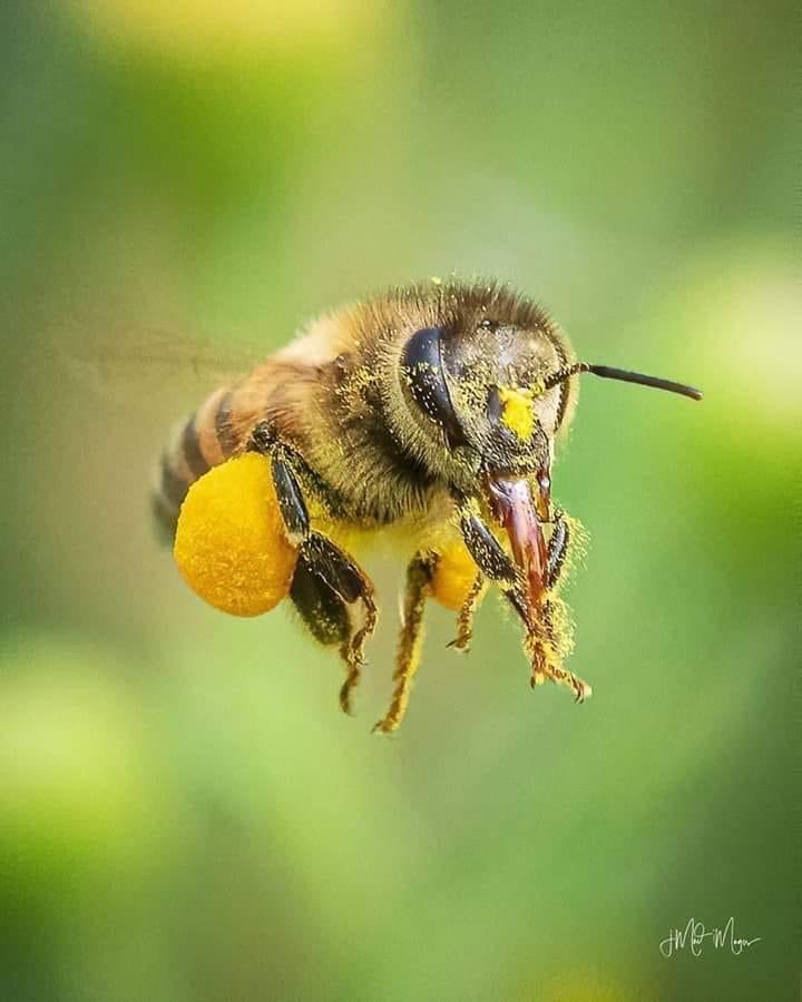 La Butineuse du Net 🐝 tweet media