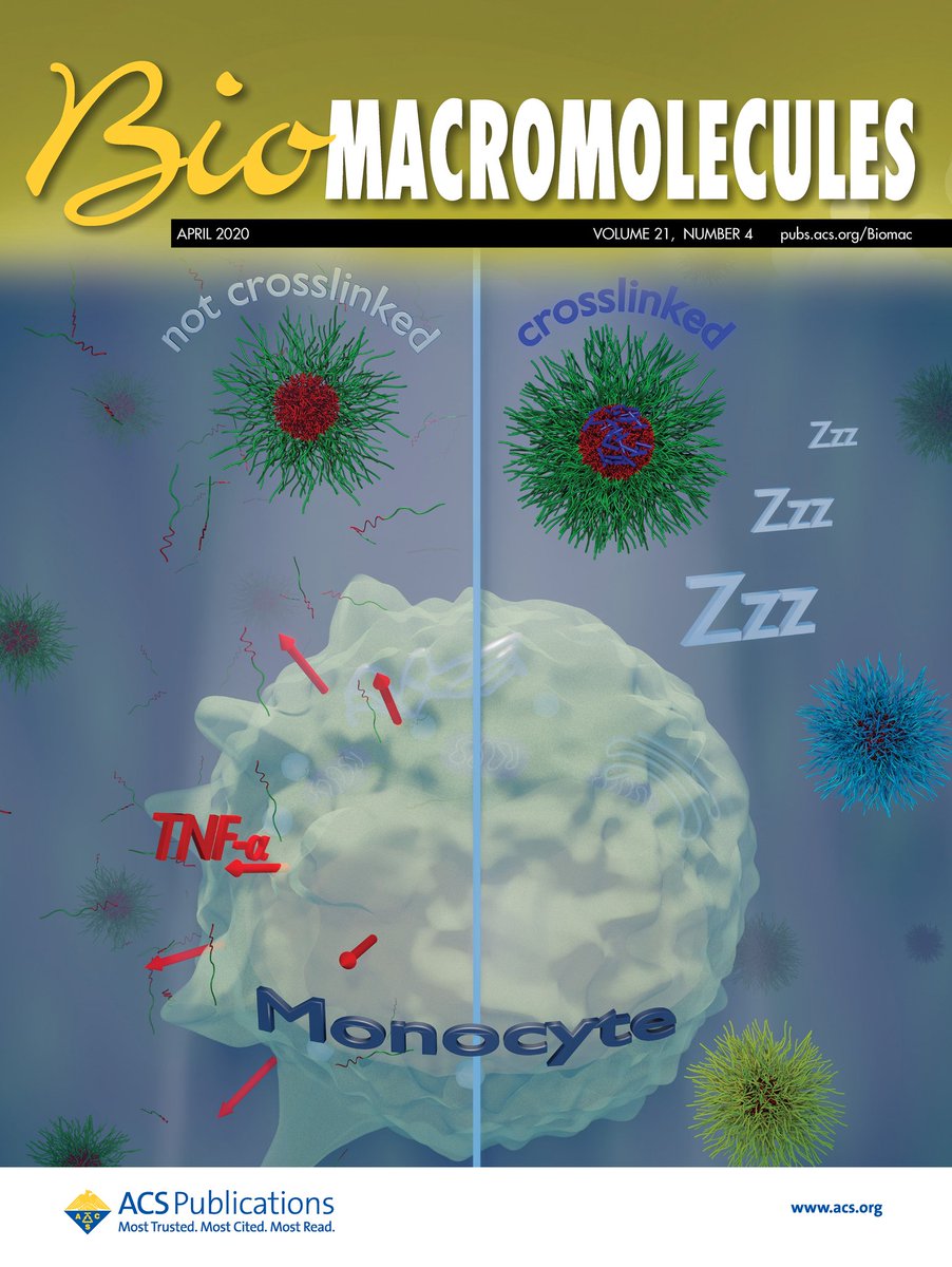 New cover in @Biomac_ACS: Influence of Core Cross-Linking and Shell Composition of Polymeric Micelles on Immune Response and Their Interaction with Human Monocytes pubs.acs.org/doi/10.1021/ac…