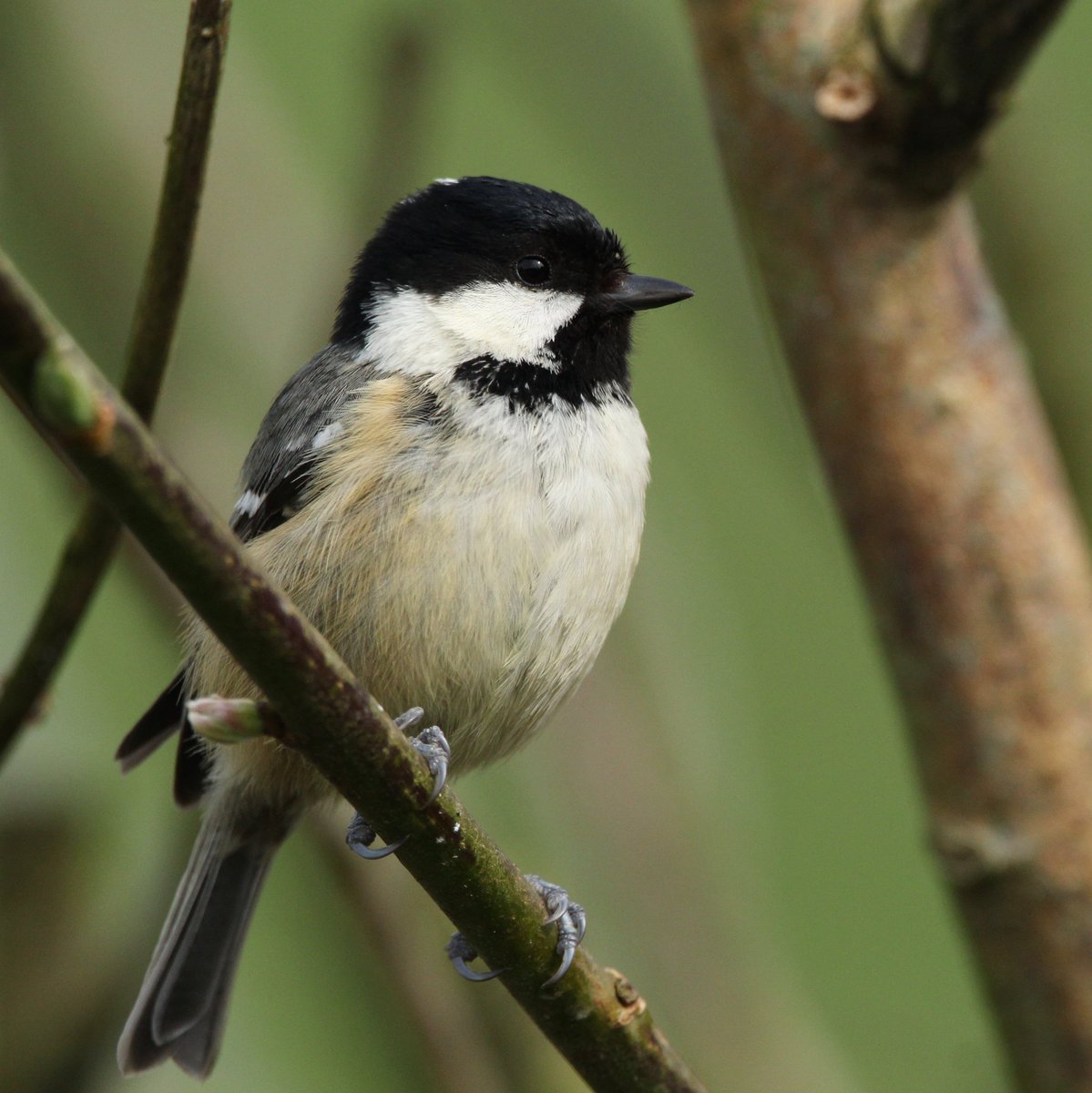 Birds of Ireland tweet media