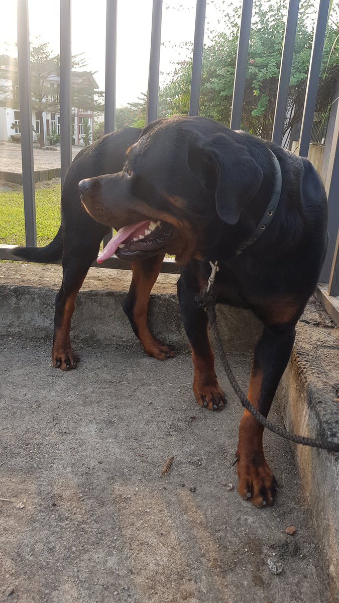 1. Rottweiler. Fearless and resilent guard dogs. Naturally protective of family and properties. With good socialization and training , you’d not have issues with them as they are very stubborn and could be easily triggered. Cons: Prone to parvovirus and likes herding strangers
