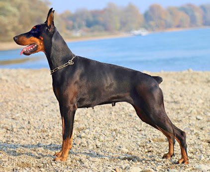 2. Dobermann If you have a large compound and you want a fast “beast”. Little wonder it is flaunted to be frequently used by drug lords and criminals in movies. Full energetic, powerful and always alertCons: needs exercise a lot, barks a lot, difficult if not trained