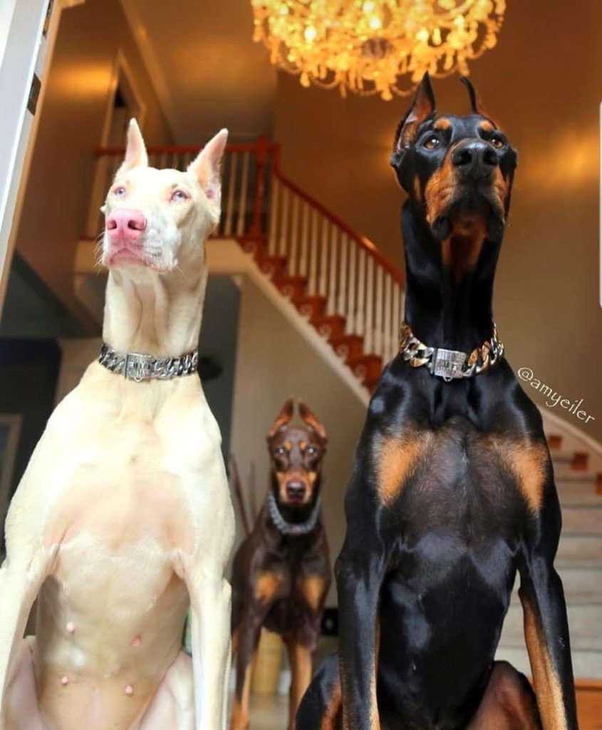 2. Dobermann If you have a large compound and you want a fast “beast”. Little wonder it is flaunted to be frequently used by drug lords and criminals in movies. Full energetic, powerful and always alertCons: needs exercise a lot, barks a lot, difficult if not trained