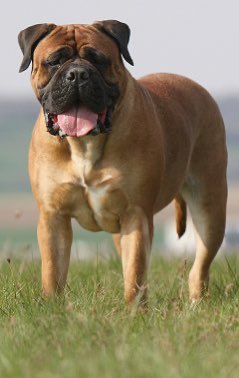 3. Bull mastiff Boast of sheer physicality, strength and courage. Their size is daunting and if well trained and exercised would be a perfect fit for a guard dog. Cons: could be docile in a family environment, needs training and active activities.