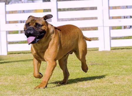 3. Bull mastiff Boast of sheer physicality, strength and courage. Their size is daunting and if well trained and exercised would be a perfect fit for a guard dog. Cons: could be docile in a family environment, needs training and active activities.