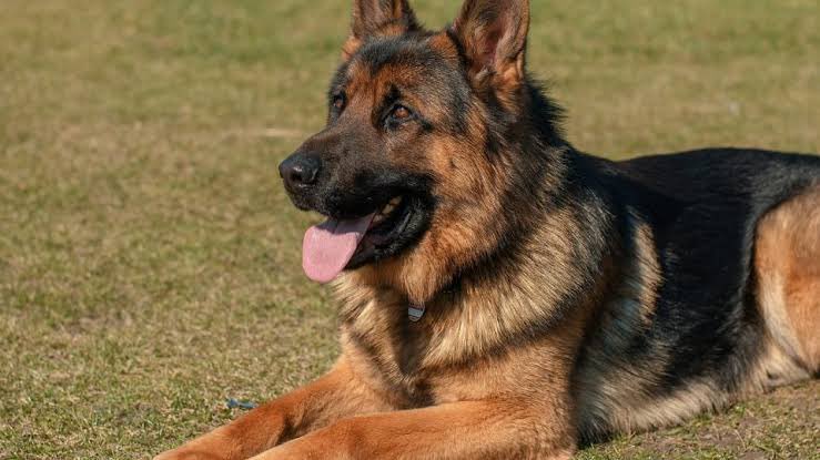 5. German Shepherd I’m sure we were all waiting for this. Perfect guard dogs with high level of intelligence and loyalty. Needs adequate training and socializing to remove nervousness and fearfulness. Get a good line of German shepherd to get the right result.