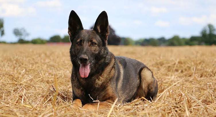 6. Belgian Malinois They are not your typical family dogs, crazy energy, strong, well muscled. They are very protective and territorial. training and socializing is a must. This Breed helped the US kill an ISIS leader last year. Not for inexperienced dog owners