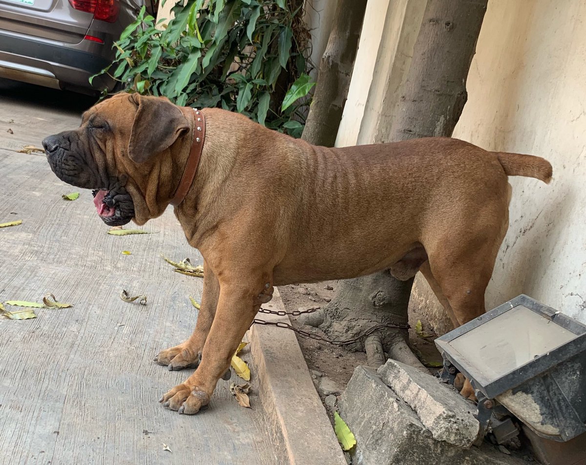 7. Boerboel Never a timid dog, strength and athletic,natural protective of family and property. Pronounced boo-r-bull, they are easy to handle for first time owners and require some level of training and socializing. However they need an assertive owner and a good exercise