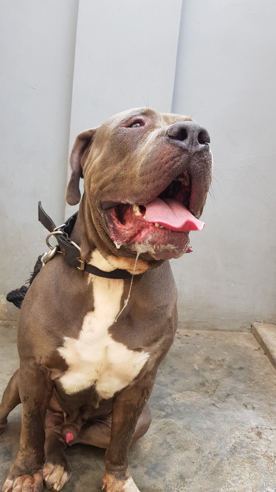 American pit bull terrier guard dog cheap