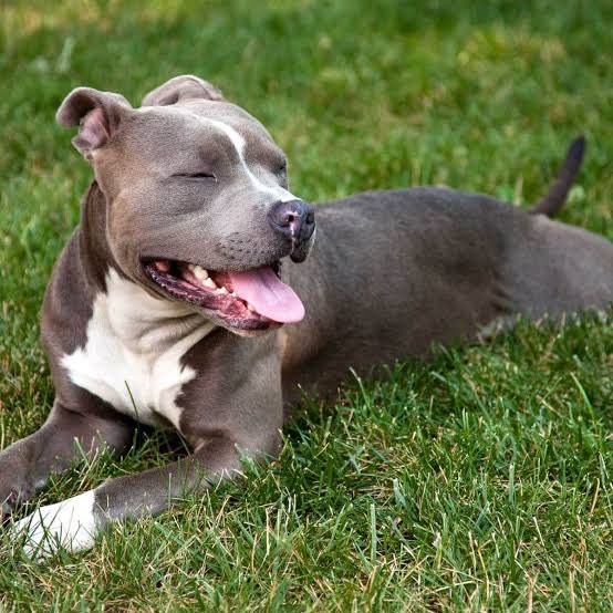 9. Pit bull dogs Any of the pit bull dogs will always be a perfect guard dog selection; American Bully, American Pitbull, American Bull dog. Their reputation precedes them for their strength and athleticism. Training for these dogs is a must and exercise is needed