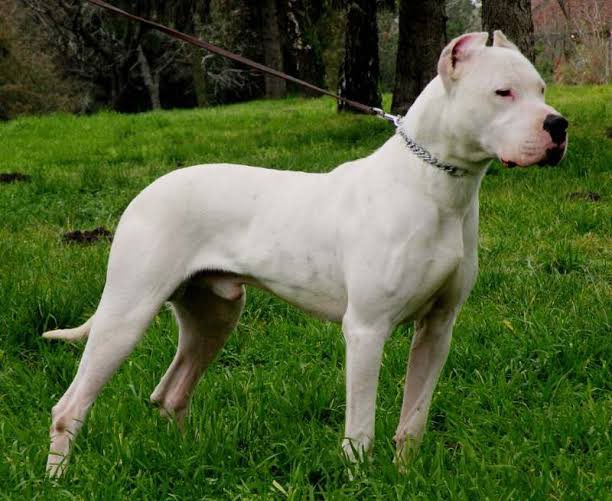 8. Dogo Argentino White, very muscular dogs. They were bred for game hunting including wild boars. They are absolutely very protective of their owner. It has a reputation of being aggressive so needs an experienced owner and training is a must because of the energy level