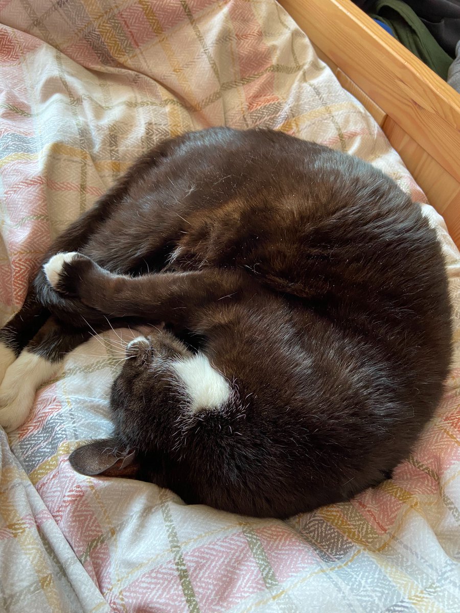 TheYouthGroupHQ's tweet photo. Current mood
(Credit: Jeremy, Marketing Ambassador)
#BankHoliday #CatsofTwitter #MakeIt #HelpingYouth #HelpingYouthMakeIt #Youth #YouthFirst #YouthVerified #UnderstandingYouth #ImprovingTheOdds #BoostYourLife #WorkAware https://t.co/q5oBJP9BrG