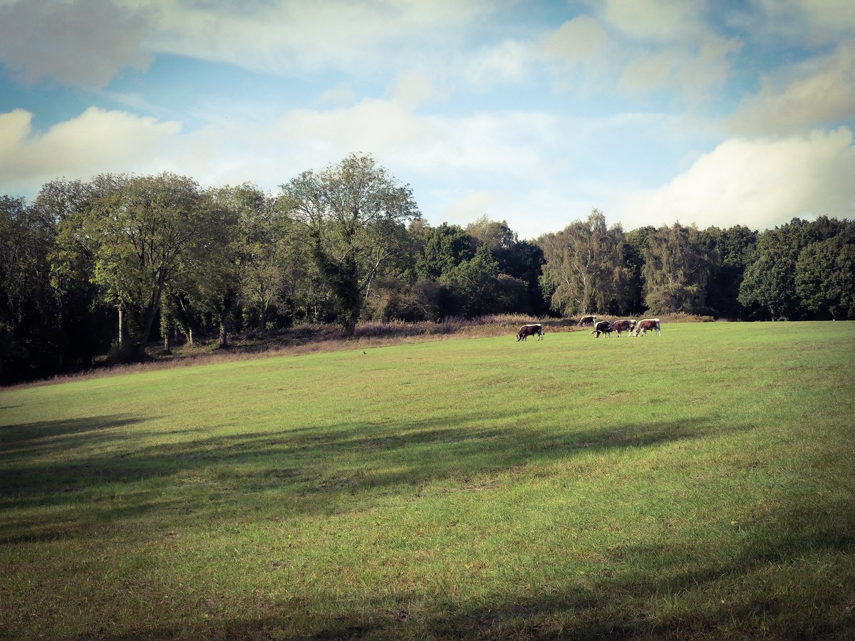 HowkinsLLP's tweet photo. It's Basic Payment Scheme application time! Claims must be submitted by midnight on the 15th May 2020. Do you need help with your application? Our offices my be closed, but we are all still here. Email: rugrural@howkinsandharrison.co.uk &amp; one of our rural surveyors will call. https://t.co/BnNhNVoYqy