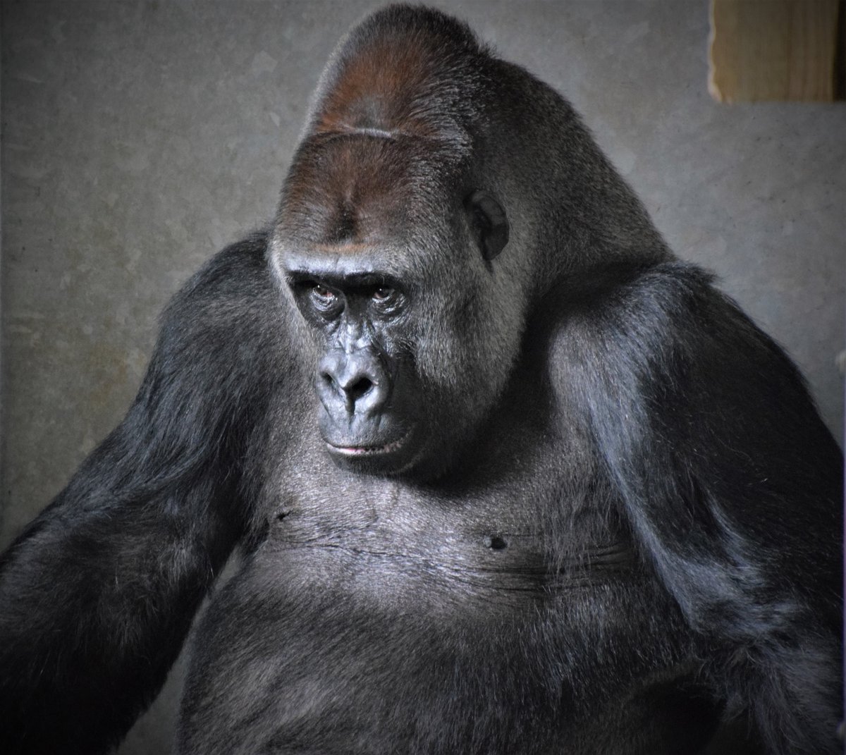 diamondaggers's tweet photo. Happy 38th birthday to Pertinax @PaigntonZoo #gorilla https://t.co/CkFTdXqTzY