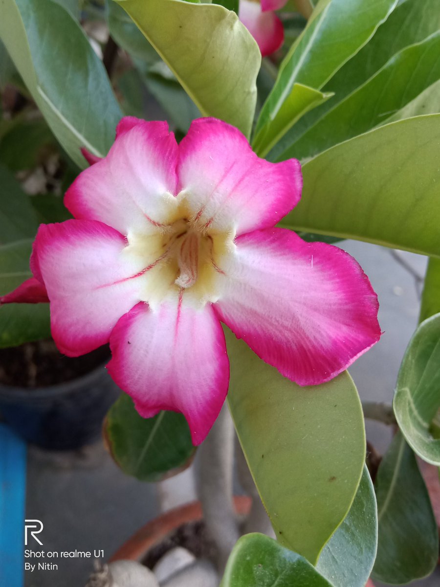 nitin_kadiyan's tweet photo. @MadhavSheth1 #GrowWithrealme
#realmecommunity
#Lockdown21
#Naturelove
#Sunflowers
#Adenium_obesum
#Marigold
All shot with @realmemobiles
@realmecareIN https://t.co/wG56jwBtUM
