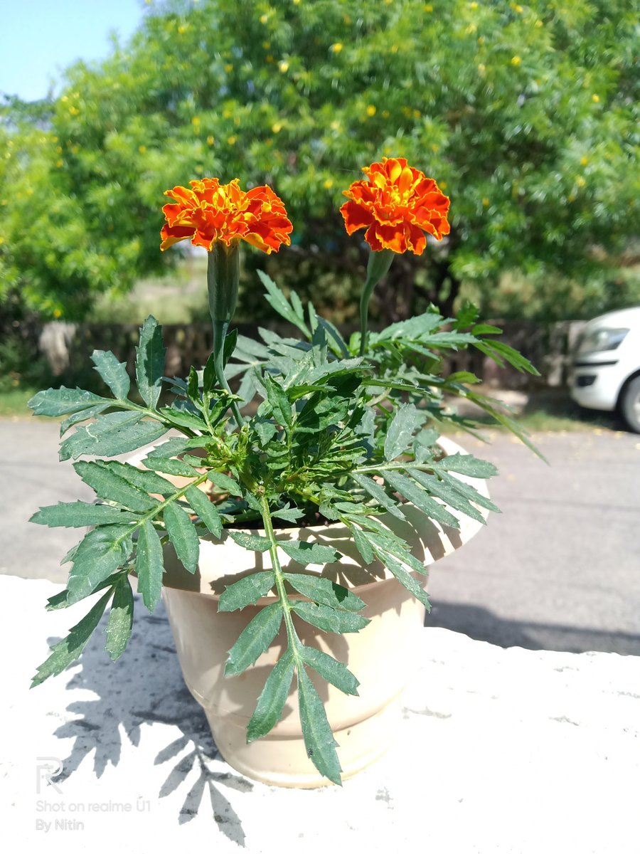 nitin_kadiyan's tweet photo. @MadhavSheth1 #GrowWithrealme
#realmecommunity
#Lockdown21
#Naturelove
#Sunflowers
#Adenium_obesum
#Marigold
All shot with @realmemobiles
@realmecareIN https://t.co/wG56jwBtUM