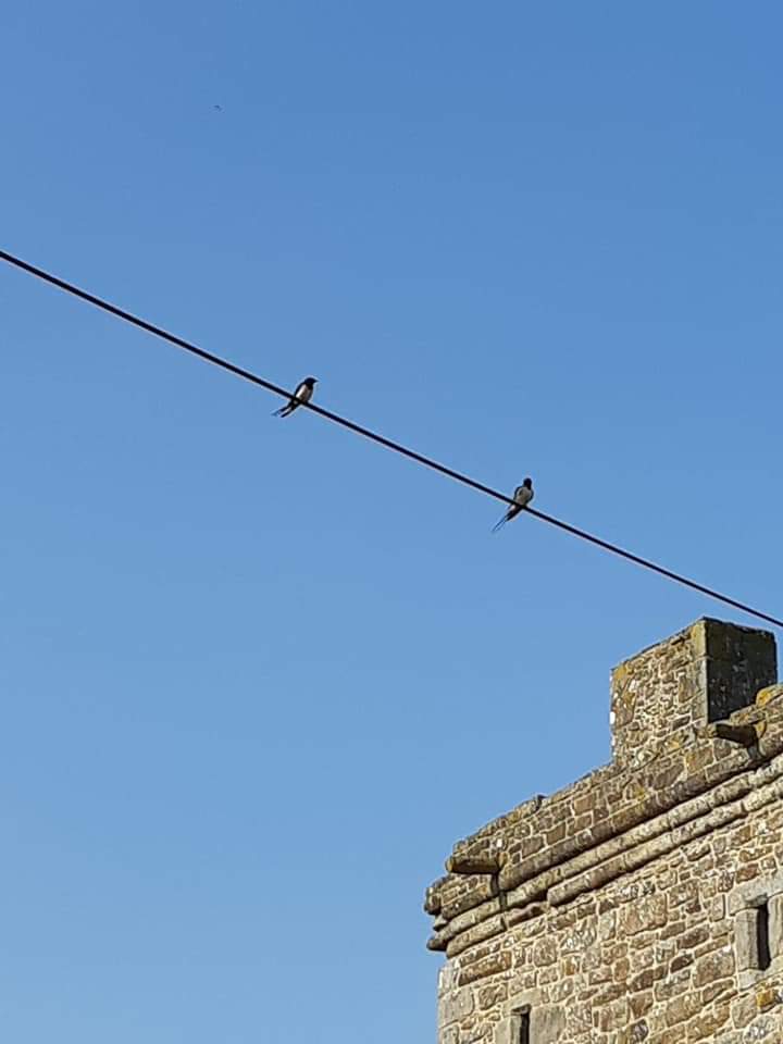 suereedwrites's tweet photo. @RobGMacfarlane @GorsebushMurals @HoratioClare @herdyshepherd1 First two swallows spotted here at Willimoteswick in #Northumberland on Friday
#firstswallows https://t.co/8rkOAJaGtI