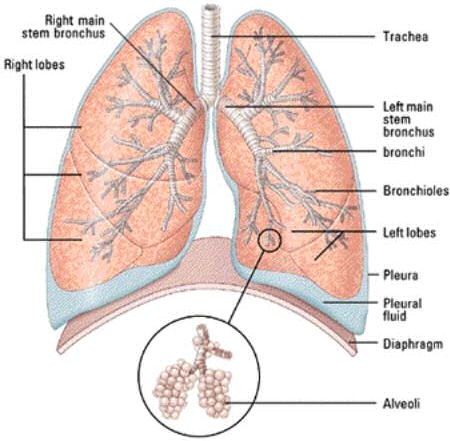 How COVID-19 kills:A Pathophysiological discussion in lay terms.The Lungs consist of a network of air conduits which subdivide into a finer network of air passages which terminate into air sacs called & #39;alveoli& #39;.The alveoli are the membranes where O2 & CO2 are exchanged