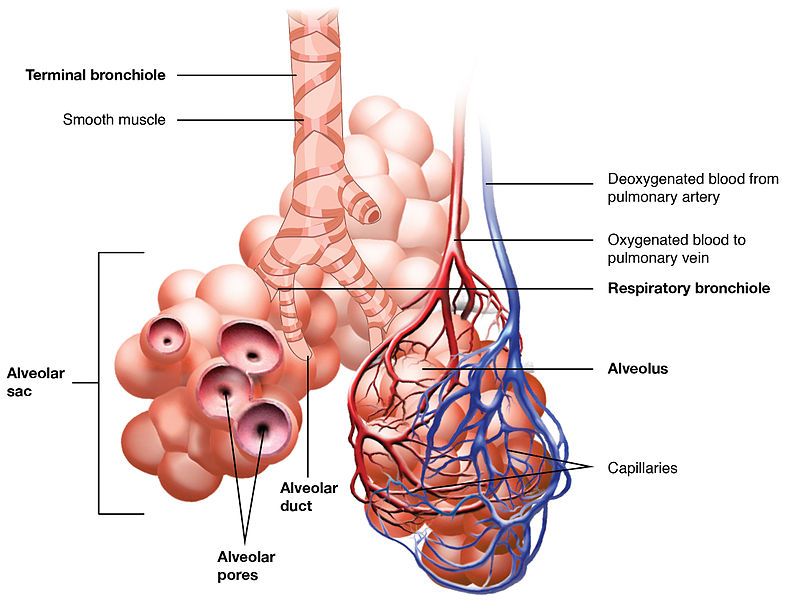 How COVID-19 kills:A Pathophysiological discussion in lay terms.The Lungs consist of a network of air conduits which subdivide into a finer network of air passages which terminate into air sacs called & #39;alveoli& #39;.The alveoli are the membranes where O2 & CO2 are exchanged