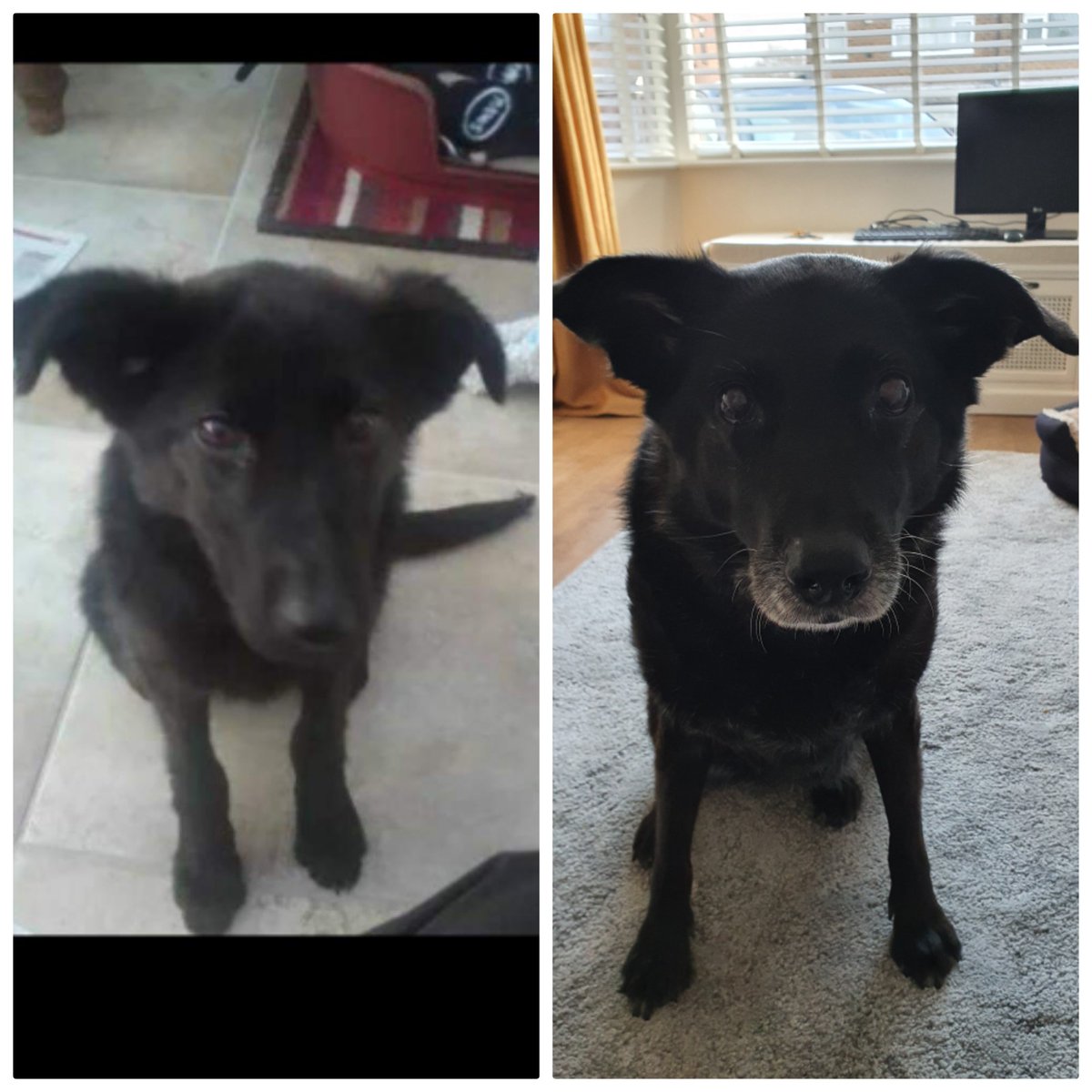 Steph_Clubb's tweet photo. It's our old, stinky, blind Mavis dog's 11th "gotcha" day today..#rescuedog #AdoptDontShop https://t.co/NZQnkRiLzd