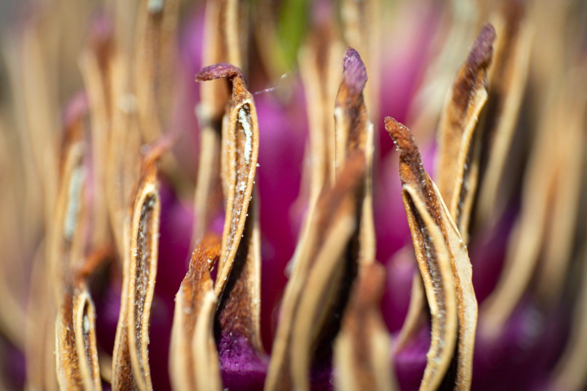 Dammo's tweet photo. Magnolia Stamen #reversemacro #macro #fsprintmonday https://t.co/A0zaaJCPoZ