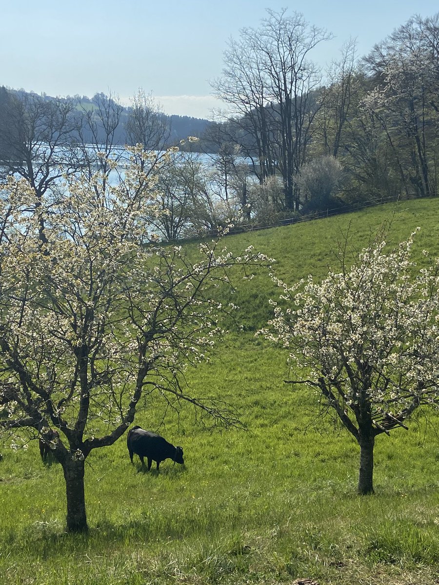 DailyCow's tweet photo. Cows with a view, but not very interested. #wohlensee https://t.co/mUhoZQF6uC