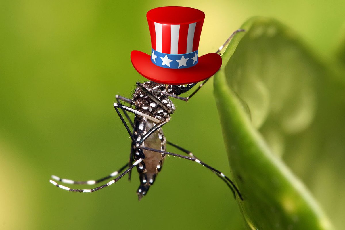 But A. aegypti was a tiny revolutionary at heart! “Generals June, July, and August”—the worst months for yellow fever—protected independence movements from imperial vengeance. The Haitian Revolution, Cuban independence, even the US Revolutionary War owed much to mosquitoes (10/n)