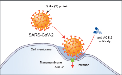 Type I cells exchange O2 & CO2.  Type II cells secrete a surfactant, a fatty substance which keeps the alveoli from collapsing at rest by regulating surface tension. The virus (SARS-COV-2) binds to a specific surface protein on Type II cells, called the ACE-2 receptor.