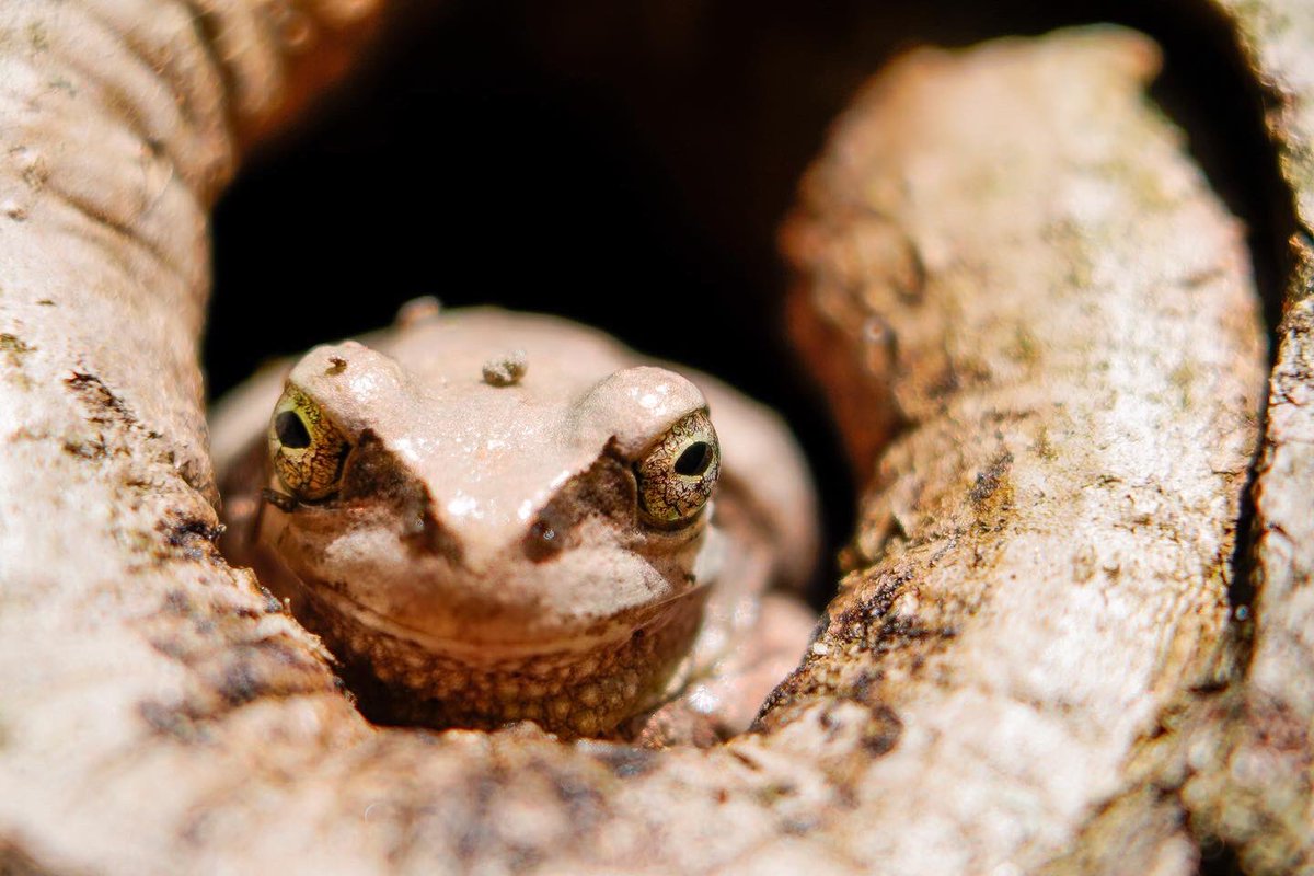 シマザキ 冬眠から覚めたアマガエル 繁殖期に備えて池近くの木にまで移動してきていました ちなみに この隠れている樹洞は枝が枯れた痕にドリルで意図的に作ったもの カエル アマガエル