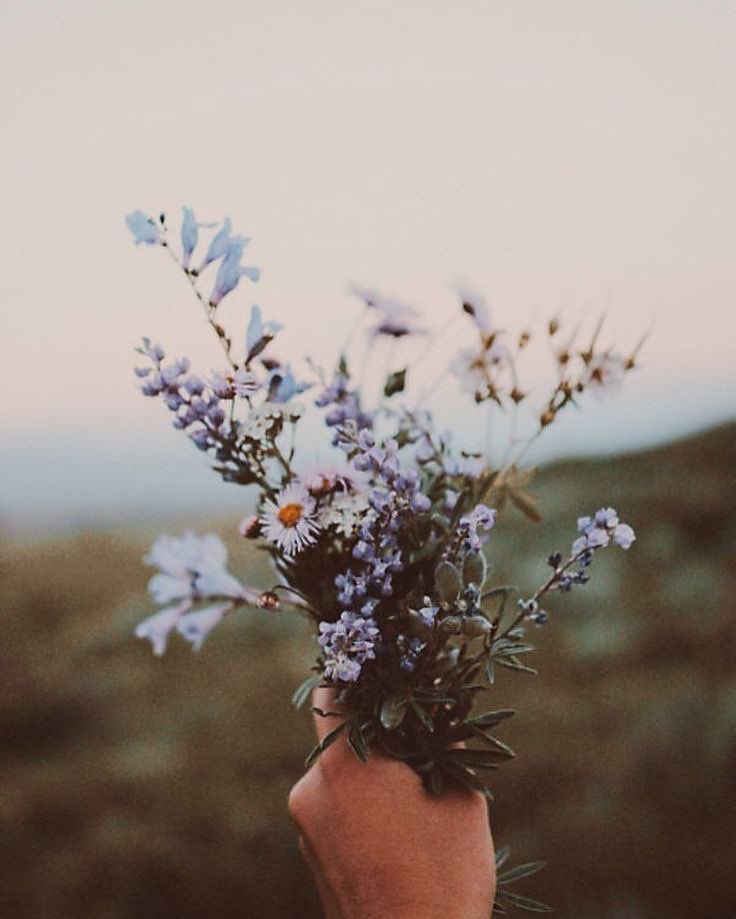 🌷 (@flowerimgs) on Twitter photo 