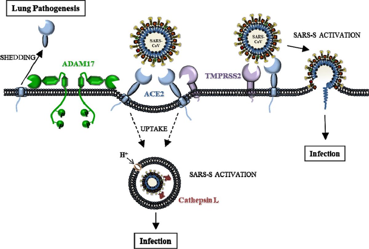 ACE, which may sound familiar, is the same receptor responsive to ACE-receptor blockers (eg losartan) used to treat high Blood Pressure. Binding by the virus permits entry into Type II cells, which allows release of the viral RNA into the cell, where it is converted into DNA