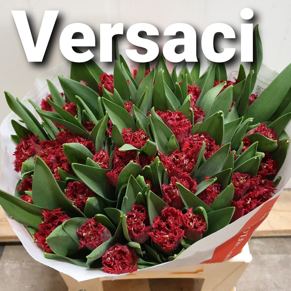 SiemMunster's tweet photo. Tommorow available on auction #Royalfloraholland #Tulip #Versaci 
#proudtulipfarmer 
https://t.co/zx0bifFiyw https://t.co/mr2647UF3T