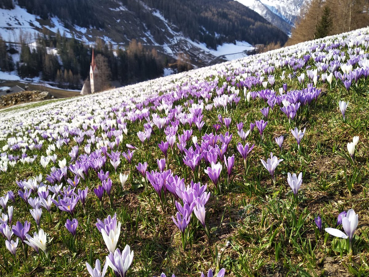 Mariella_M's tweet photo. Quando ricevi regali così da una carissima e dolce amica ...
#valaurina #predoi #altoadige #Pasquetta https://t.co/kcKNT6wYHI