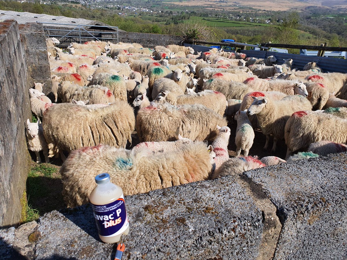 delyth fox-thomas tweet media