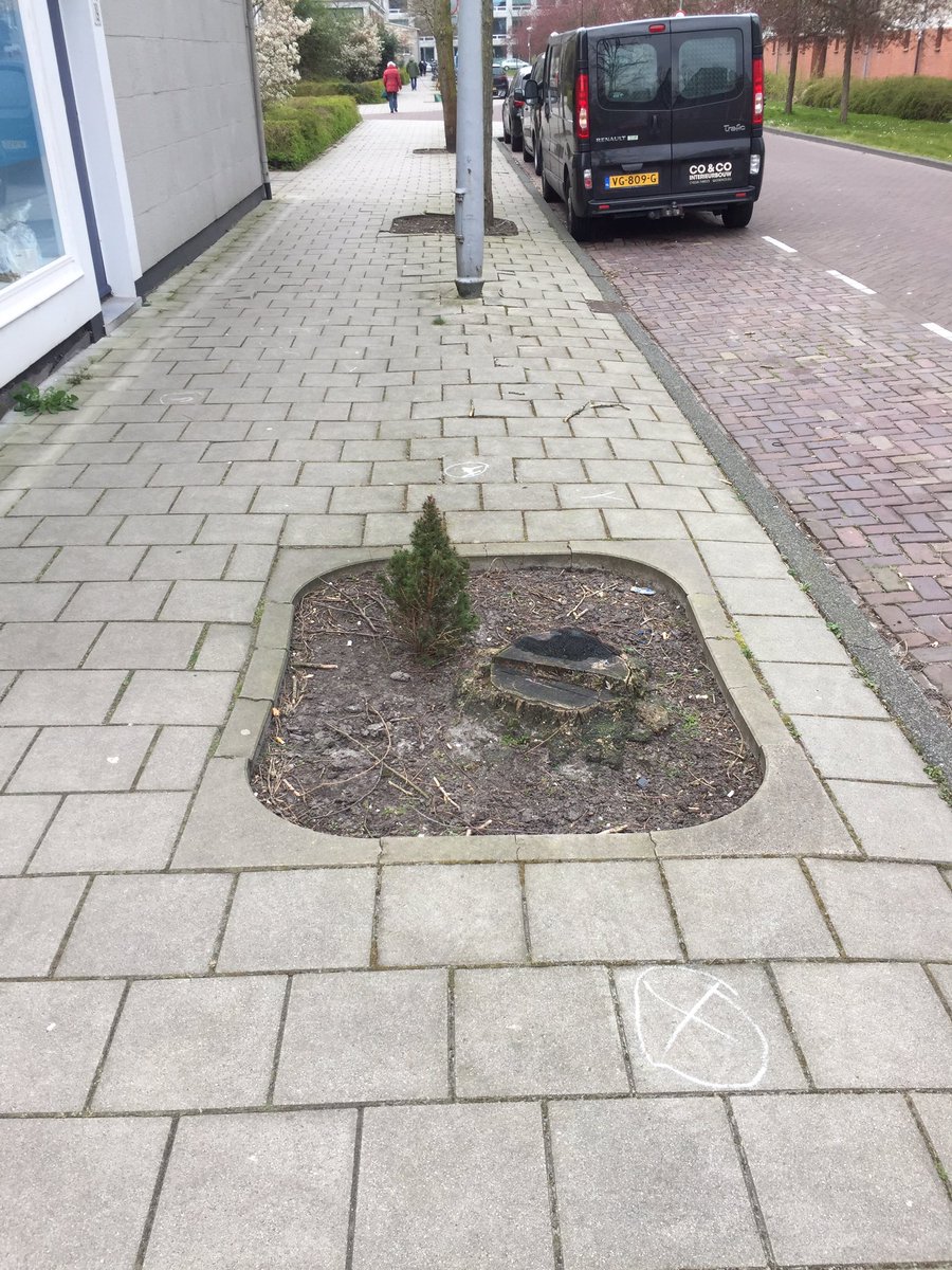 JaapJJ's tweet photo. Hier in de Baroniestraat hoort een Acacia te staan, maar hebben de buren zomaar zelf voor vergroening gezorgd. Een klusje voor de gem A’dam? @020webcare @StadsdeelZuid @duurzaam020 https://t.co/SjR3ujRX0S