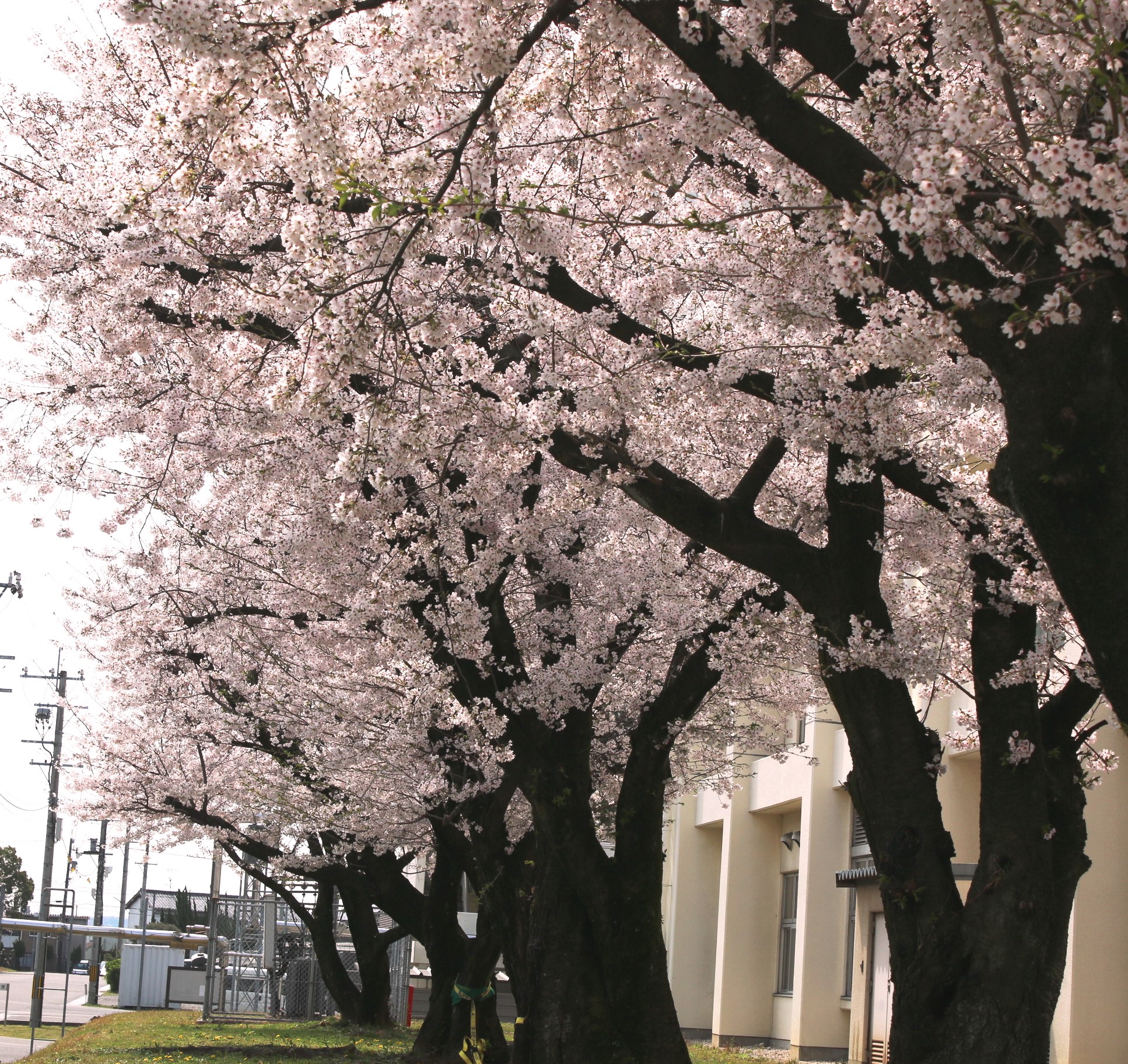 陸上自衛隊第10師団 活動状況 駐屯地だより 春日井駐屯地 愛知県春日井市に位置し 第10後方支援連隊 第10施設大隊 及び 第10偵察隊 などが所在 昨年の控えめな咲き方に比べ 今年は勢いよく見事に咲き乱れたそうです 春日井駐屯地hp 陸上自衛隊第10師団 活動状況 駐屯地だより 春日井駐屯地 愛知県春日井市に位置し 第10後方支援連隊 第10施設大隊 及び 第10偵察隊 などが所在 昨年の控えめな咲き方に比べ 今年は勢いよく見事に咲き乱れたそうです 春日井駐屯地hp