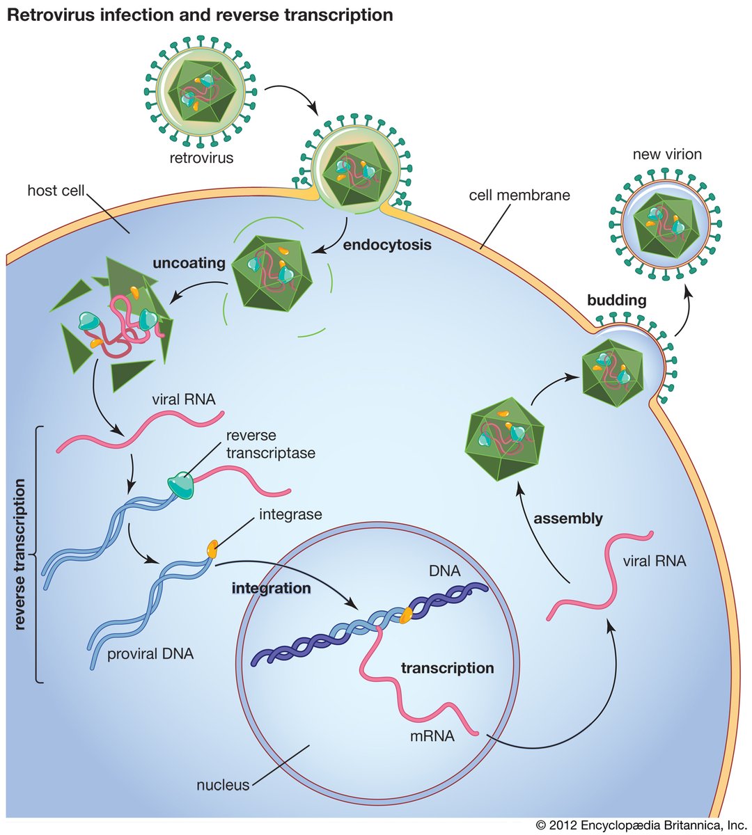 RNA conversion to DNA is a process called "Reverse transcription". RNA viruses (retroviruses) use this mechanism to incorporate their info into the the host cell DNA. Once integrated, viral DNA directs the host cell to replicates multiple viral copies until the cell dies.