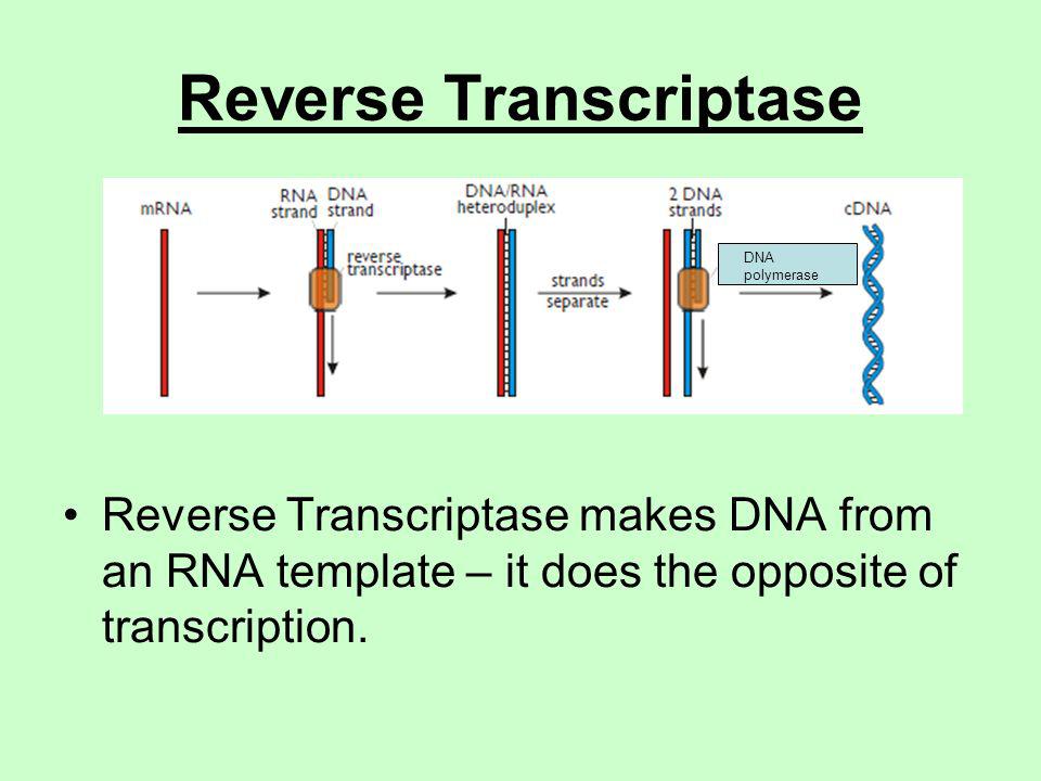 RNA conversion to DNA is a process called "Reverse transcription". RNA viruses (retroviruses) use this mechanism to incorporate their info into the the host cell DNA. Once integrated, viral DNA directs the host cell to replicates multiple viral copies until the cell dies.